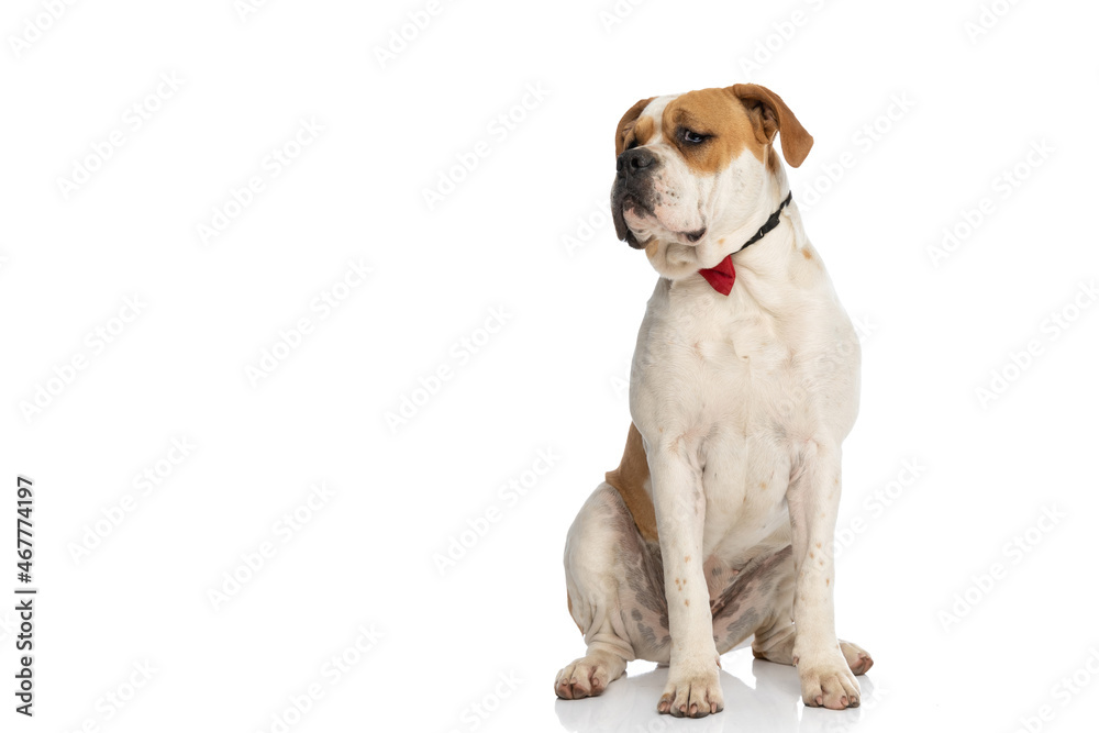 sweet american bulldog dog feeling bored, wearing a red bowtie