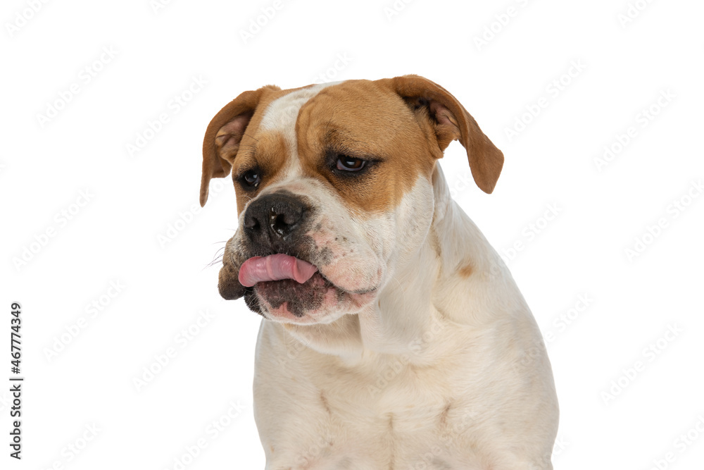 beautiful american bulldog dog sticking out tongue and mocking someone