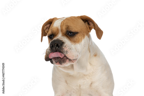 beautiful american bulldog dog sticking out tongue and mocking someone