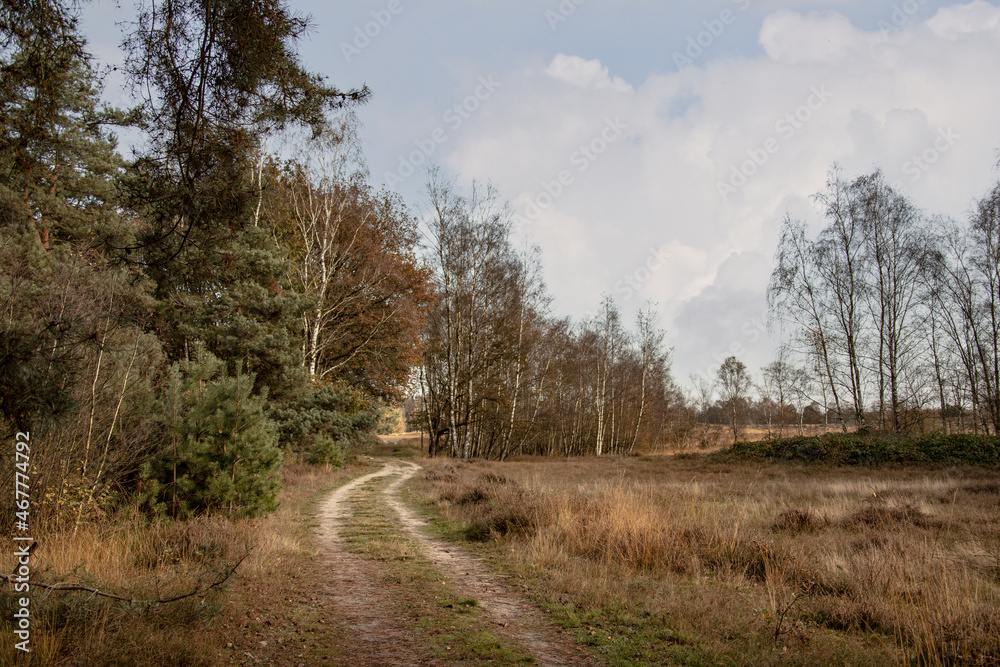 Autumn forest scenery with footpath in autumn forest nature. Autumn forest scenery with footpath in autumn forest nature.