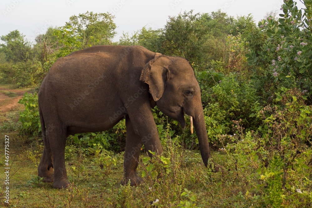 Male elephant walking in Udawalawe national park, Sri Lanka