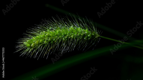 Obraz na płótnie Closeup shot of sedge on a black background