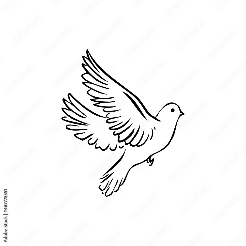 Pigeon sketch vector illustration Pigeon sketch vector illustration