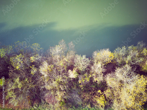 Top down of river Sava edge with autumn, leafless trees rising above the green water surface