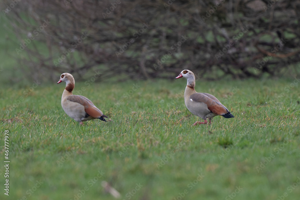 Egyptian goose Alopochen aegyptiaca, an invasive species for France Egyptian goose Alopochen aegyptiaca, an invasive species for France
