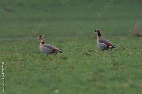 Egyptian goose Alopochen aegyptiaca, an invasive species for France