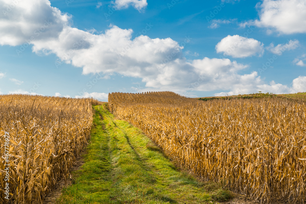Agriculture landscape with corn plantation and blue, cloudy sky

