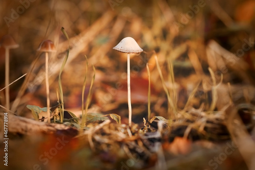 Single Mycena mushroom with white bell shaped cap and thin stem in forest