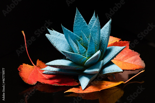 Haworthia Houseplant with Red Autumn Leaves photo