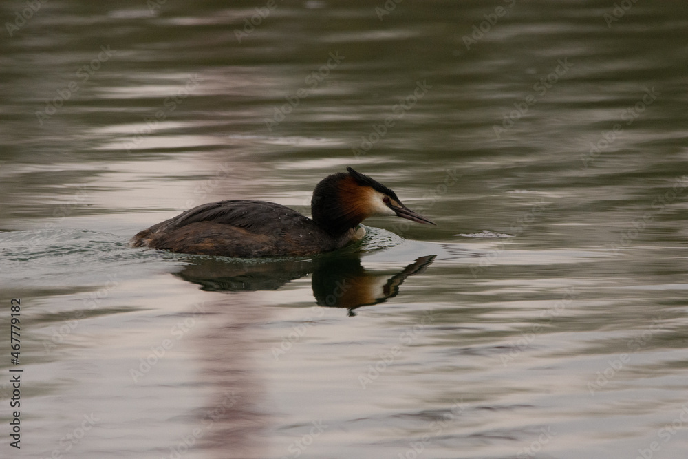 Fototapeta premium Great crested grebe in the lake