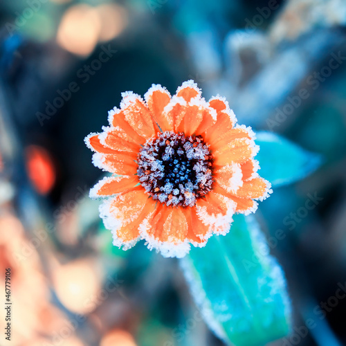 frost crystals covered orange calendula flowers in the autumn garden on a col...