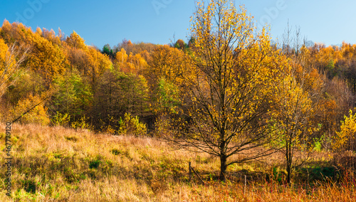Autumn landscape with colourful trees and grass