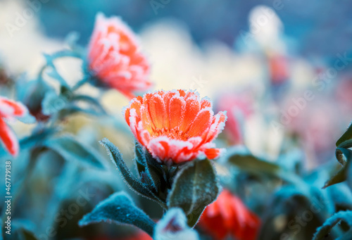 frost crystals covered orange calendula flowers in the autumn garden on a col...