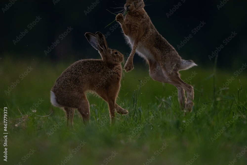 Fighting brown hares in a meadow Fighting brown hares in a meadow