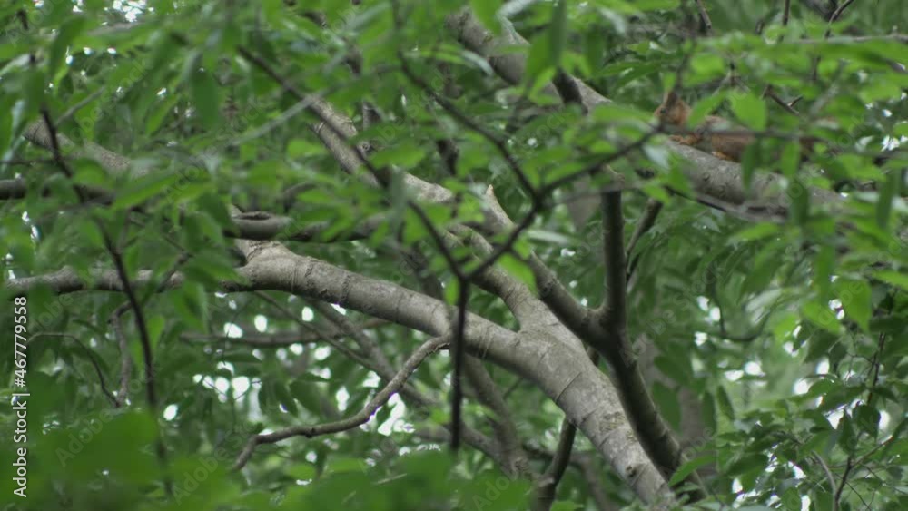 Small squirrel jumps from a tree to the other in the forest. Video 4K Small squirrel jumps from a tree to the other in the forest. Video 4K