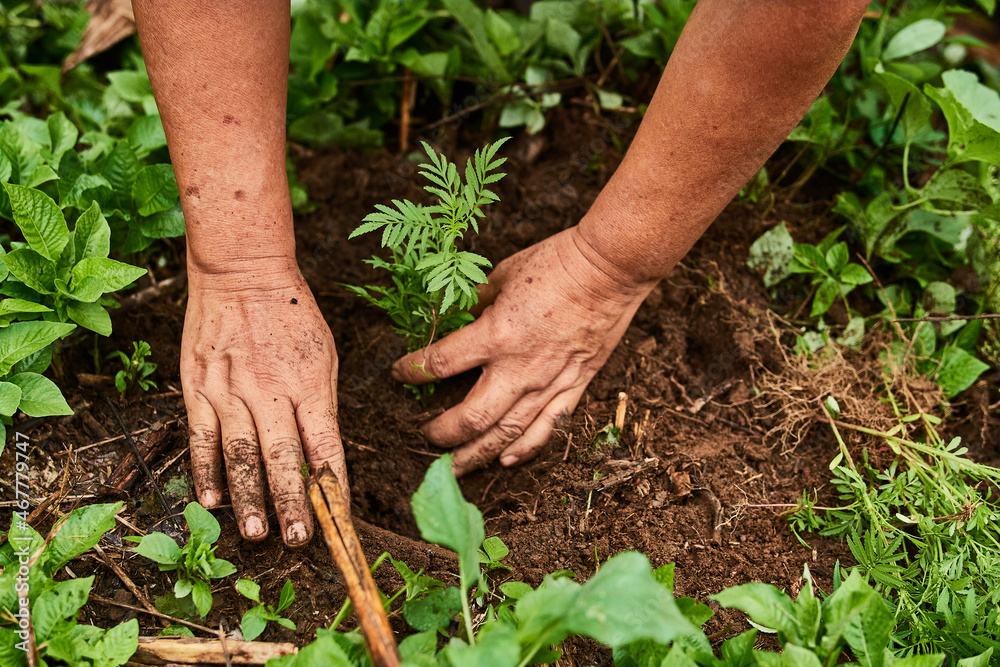 Harvesting a plant from the ground. Harvesting a plant from the ground.