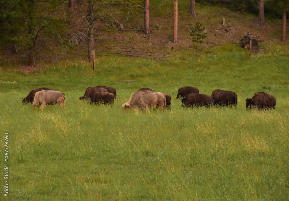 Two White Bison Grazing in a Larger Herd Two White Bison Grazing in a Larger Herd