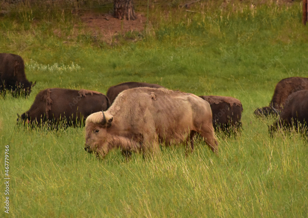 Rare Sacred White Buffalo Grazing in the Golden Hour