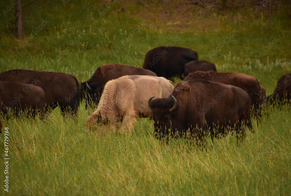 Sacred White Buffalo in a Herd of Grazing Buffalos Sacred White Buffalo in a Herd of Grazing Buffalos