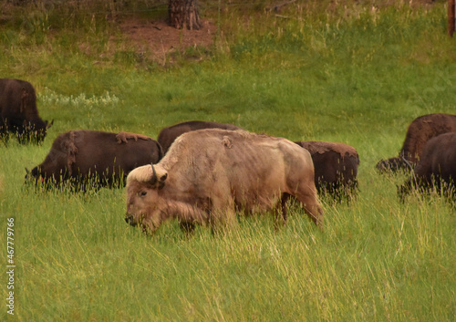 Rare Sacred White Buffalo Grazing in the Golden Hour