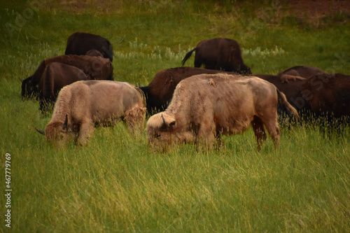 Grazing White Buffalo in a Herd in the Golden Hour