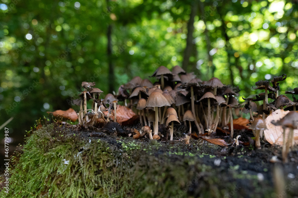 Obraz premium Small mushrooms in the forest