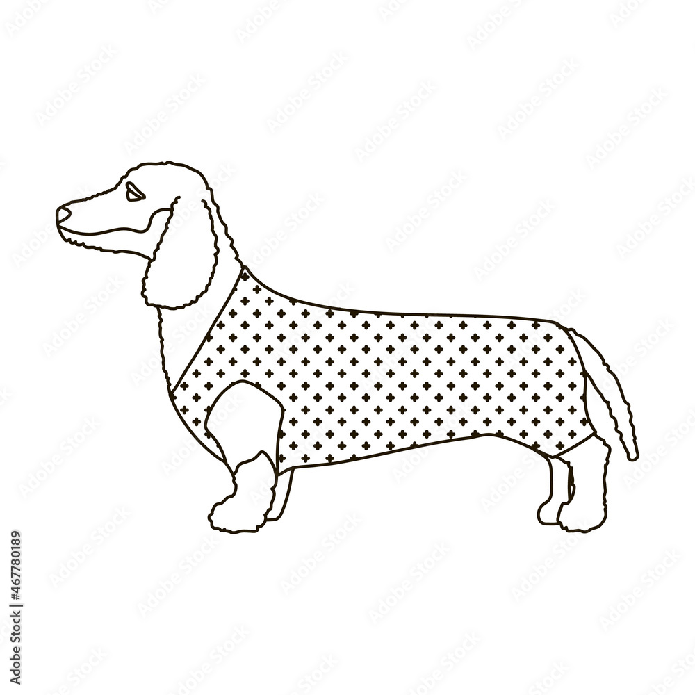 Dachshund vector icon.Outline vector icon isolated on white background dachshund.