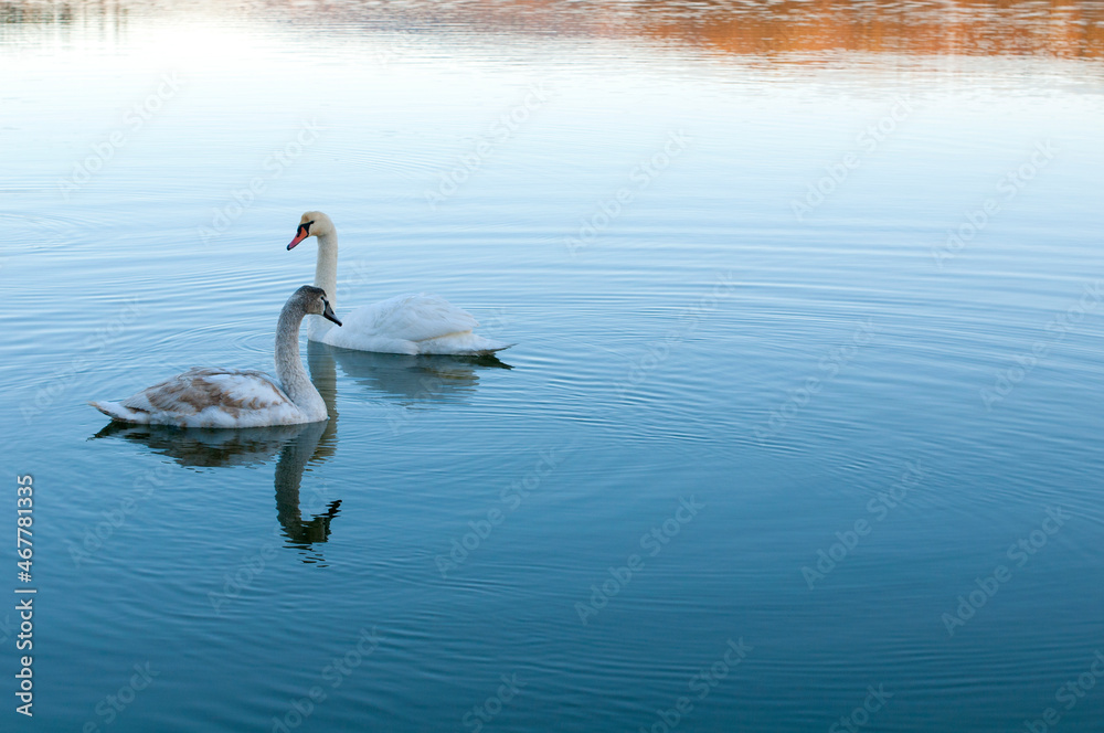Fototapeta premium white swans group on the lake swim well under the bright sun
