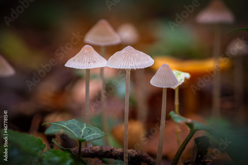 Group of some small white brightly lit mushrooms on high stems against a beautiful bokeh autumn colored background