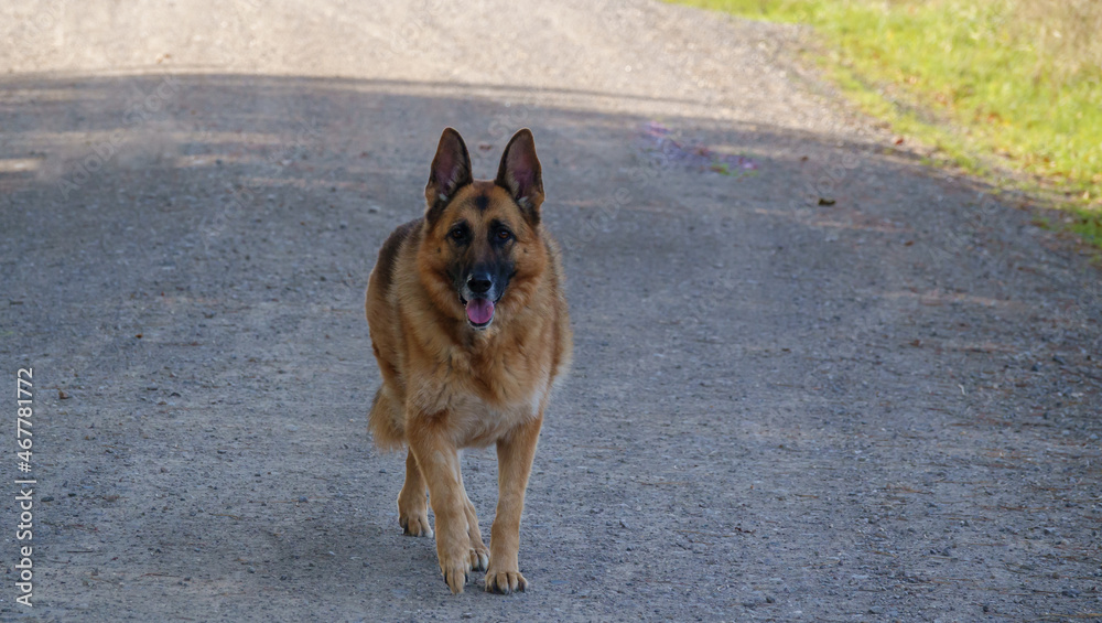 alsation, german shepherd bitch, lovely black and tan colours and coat looking toward the camera alsation, german shepherd bitch, lovely black and tan colours and coat looking toward the camera