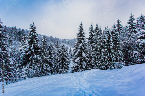 Winter in the mountains and windbreak after snowfall © oksix