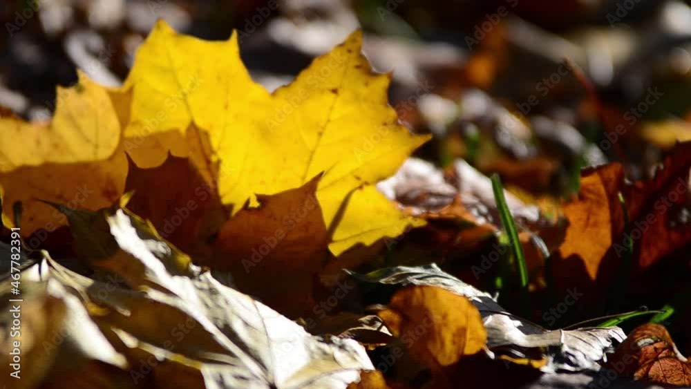 Fallen autumn maple leaves among the grass. Fallen autumn maple leaves among the grass.