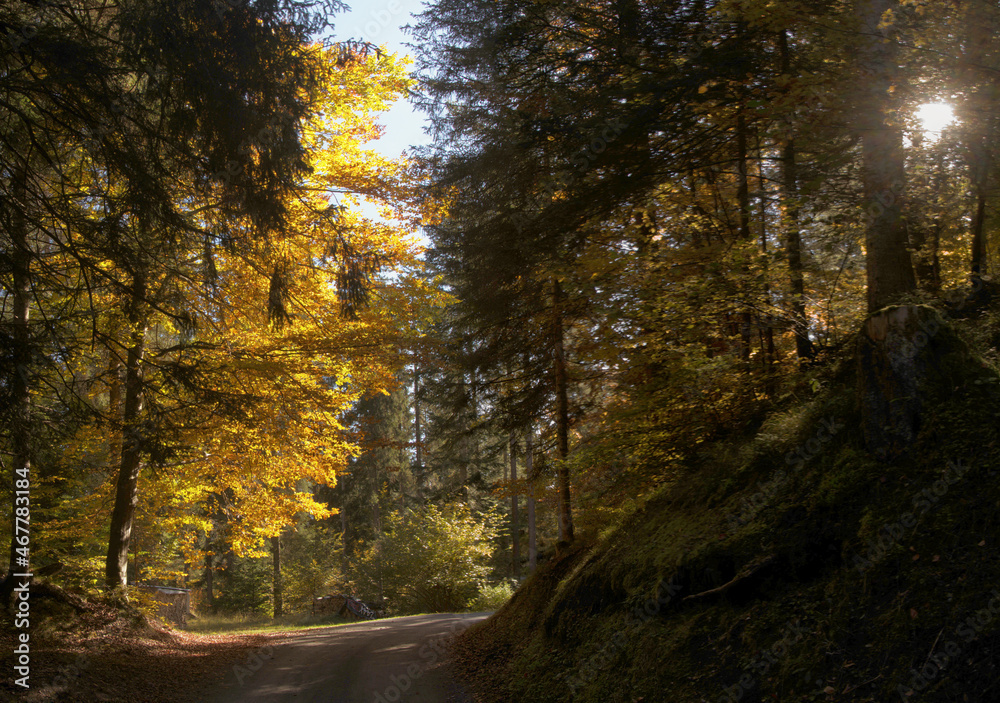 Autumn colours of beech foliage in forest around Flims, Switzerland