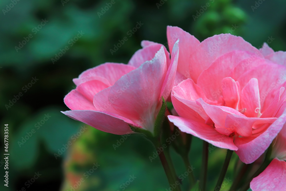 Macro of geranium flowers blooming in spring Macro of geranium flowers blooming in spring