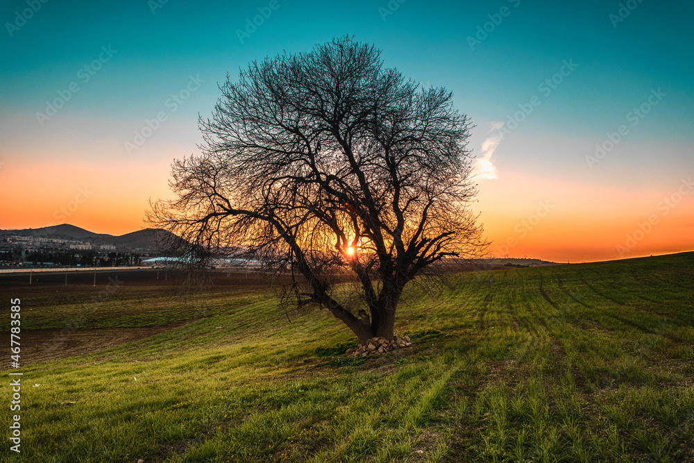 Fototapeta premium tree in the field.sunset