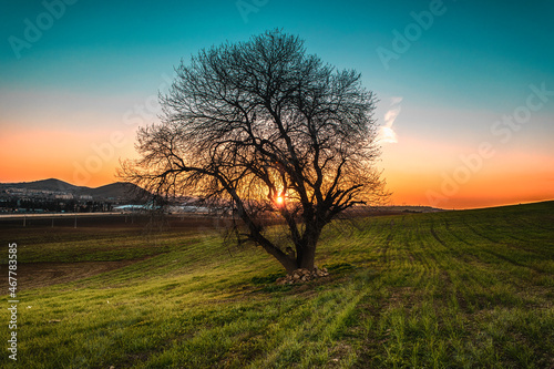 tree in the field.sunset