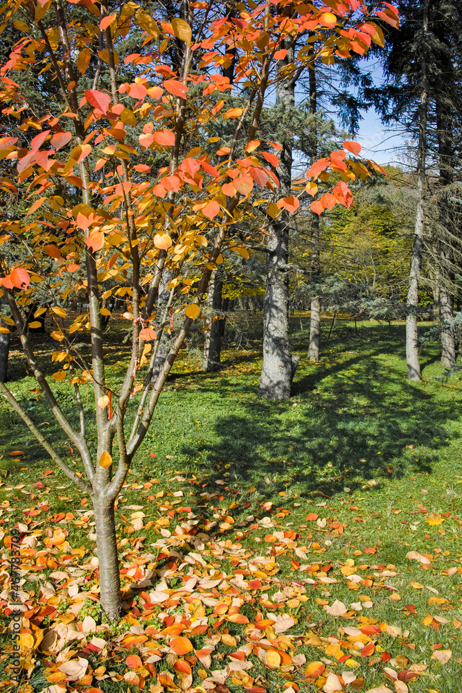 Naklejka premium Autumn view of South Park in city of Sofia, Bulgaria