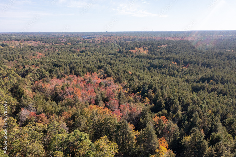 aerial image of a fall forest 