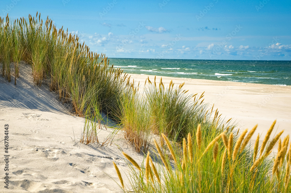 Summer beach ona Baltic Sea, sand, green grass and blue sky - obrazy, fototapety, plakaty 