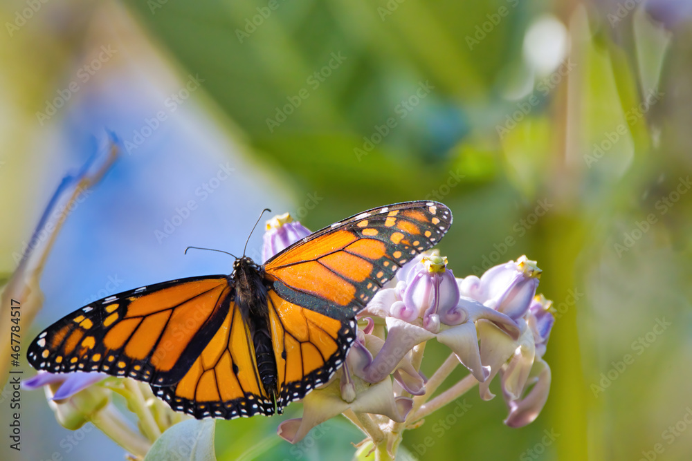 Naklejka premium Close-up of a male monarch butterfly feeding on a giant milkweed bloom.