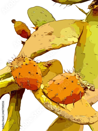 Kaktusfeige (Frucht) Illustration