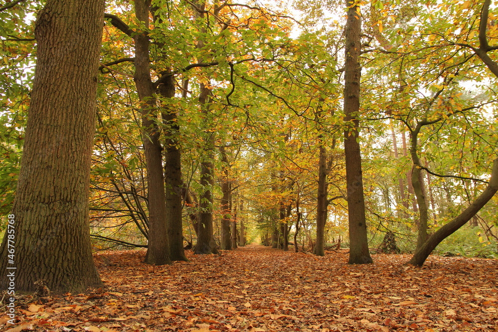 a path with a lane of trees with green leaves and brown leaves at the path in a forest in autumn at a sunny day