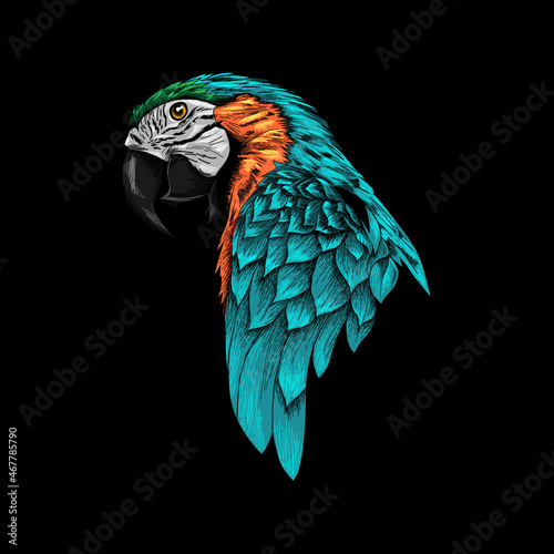 Parrots vector illustration with black background