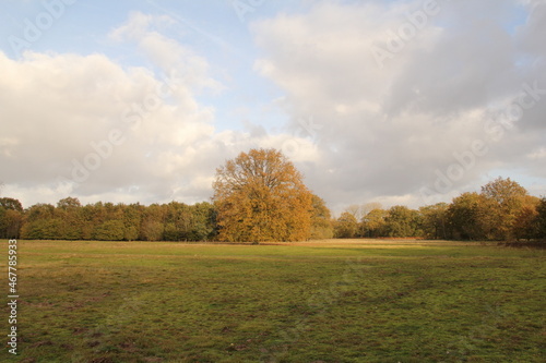 a beautiful forest landscape in autumn with a big oak tree in a green grassland and a row of colorful trees and blue sky in the background in autumn © Angelique