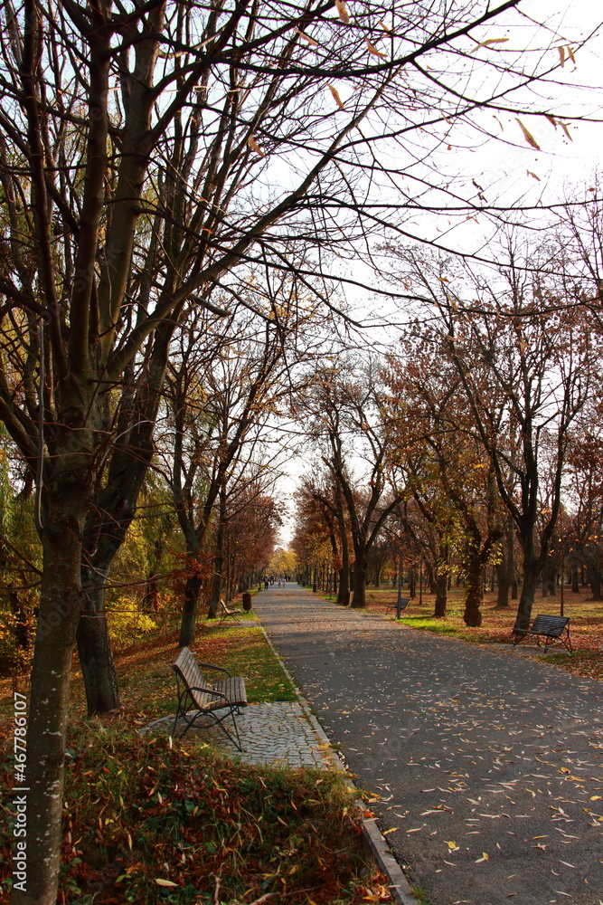 Fototapeta premium fall colors on the park alley