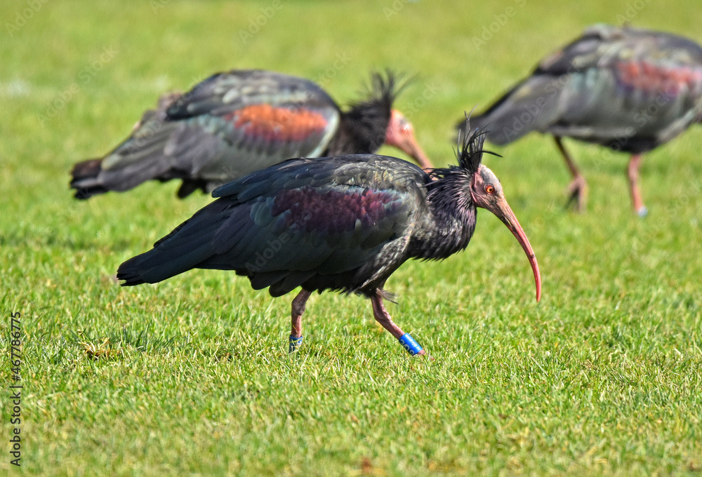 Waldrapp