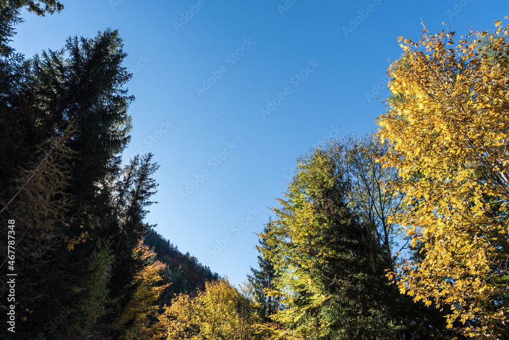 Herbstfarben im Bergwald bei Sonnenschein