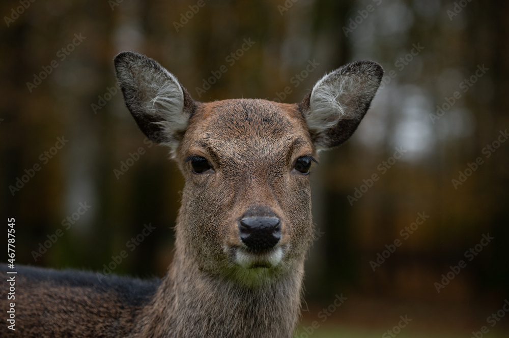 Biche sika