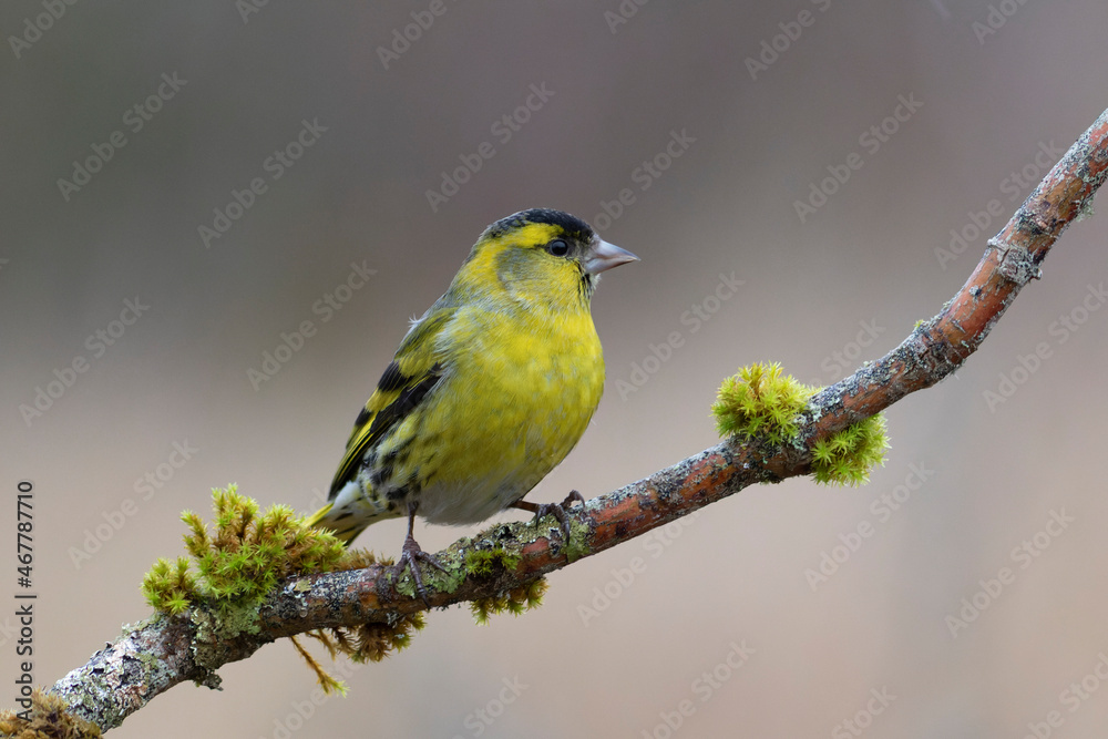 European Siskin Spinus spinus perching on a branch European Siskin Spinus spinus perching on a branch