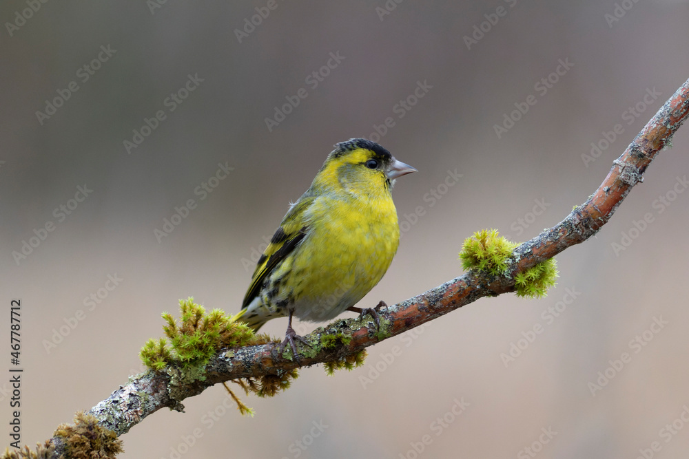 Fototapeta premium European Siskin Spinus spinus perching on a branch